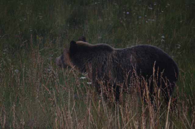 the grizzly